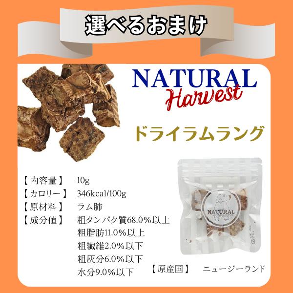 ソルビダ（SOLVIDA） 選べるおまけ付き グレインフリー ターキー 室内