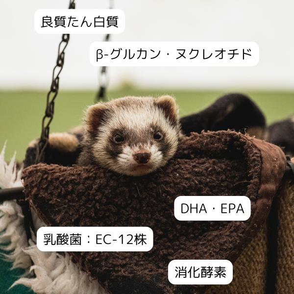 イースター フェレット セレクションプロ シニア 900g