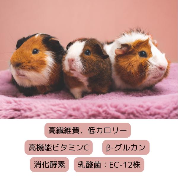 【在庫入替！SALE！】モルモットセレクションプ600g×5袋＆試食品プレゼント ブリーダー モルモット セレクションプロ グルテンフリー 5kg