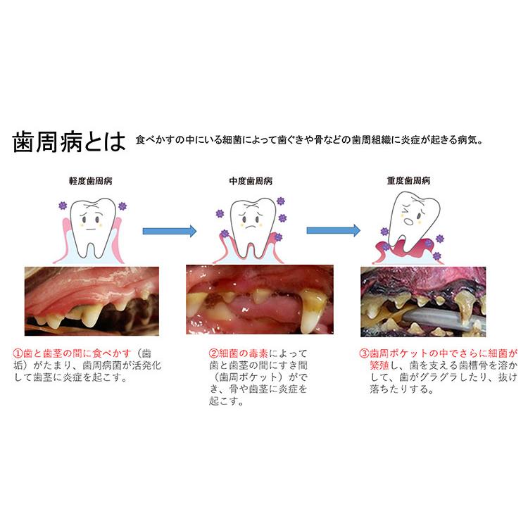 犬 猫 歯の黄ばみ 歯石 除去 歯磨き Edog Japan マジック ゼオ プロ 1セット ペットスタジオヤフーショップ 通販 Yahoo ショッピング
