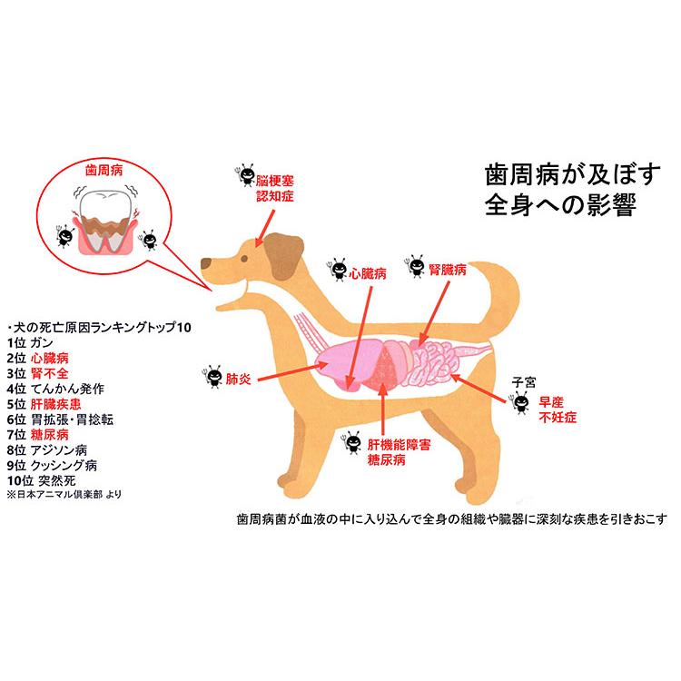 犬 猫 歯の黄ばみ 歯石 除去 歯磨き Edog Japan マジック ゼオ プロ 1セット ペットスタジオヤフーショップ 通販 Yahoo ショッピング