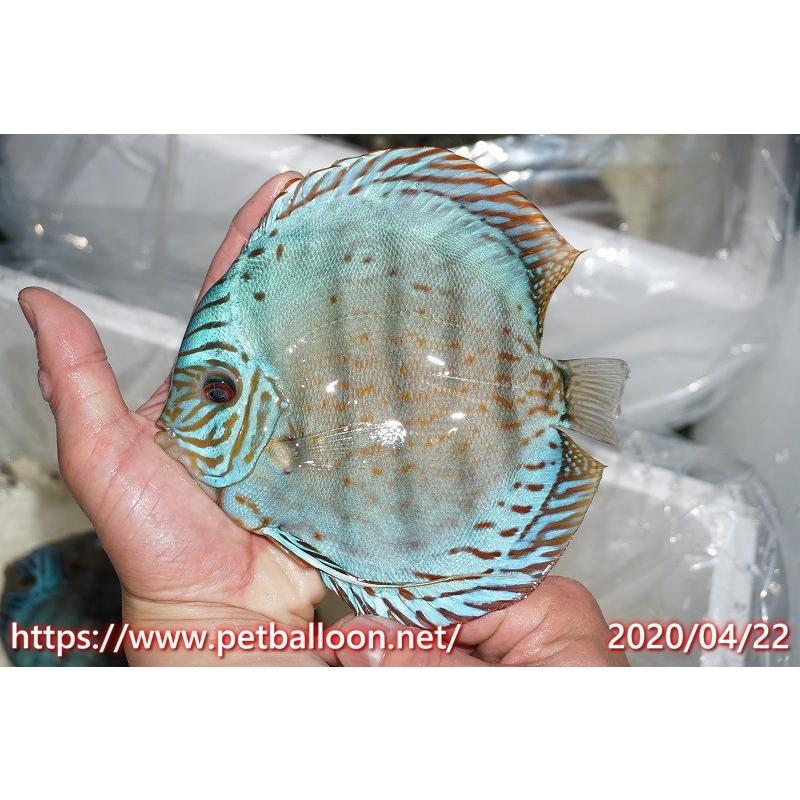 16 17cmno22 生体 個体販売 トラディショナルスーパーブリリアント ブリーディングストック個体 ペットバルーン ディスカス ディスカス