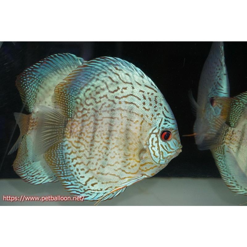 トラディショナルスーパーブリリアント 観賞魚生体 ディスカス ペットバルーン 熱帯魚 個体販売 ブリーディングストック個体 Ab01 ペットバルーン ヤフー店 17 18cm 生体