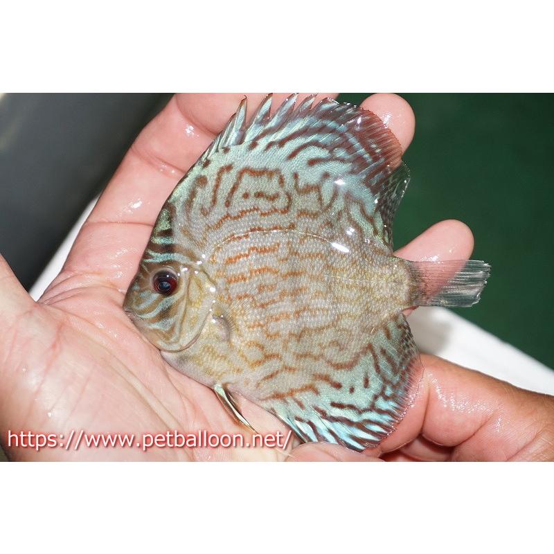 22高い素材 観賞魚 ディスカス オールドタイプ第三系統 個体販売 10cm 生体 アクアリウム 生体 ディスカス 熱帯魚 ディスカス 観賞魚生体 Www Diresatumbes Gob Pe