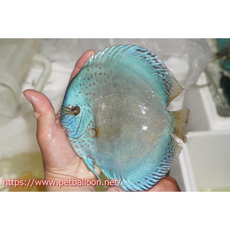 ディスカス】【通販】フルカラージャイアントコバルトブルーターコイズ