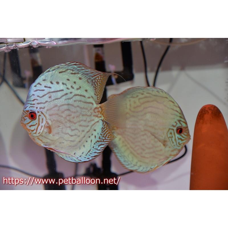 ディスカス　アルタムフローラ　ペア ディスカス アルタムフローラ ペア