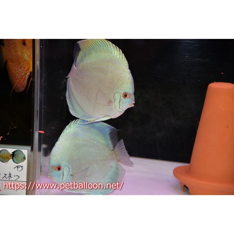 ディスカス】【通販】ハイボディスーパーブルーダイヤモンド【個体ペア 