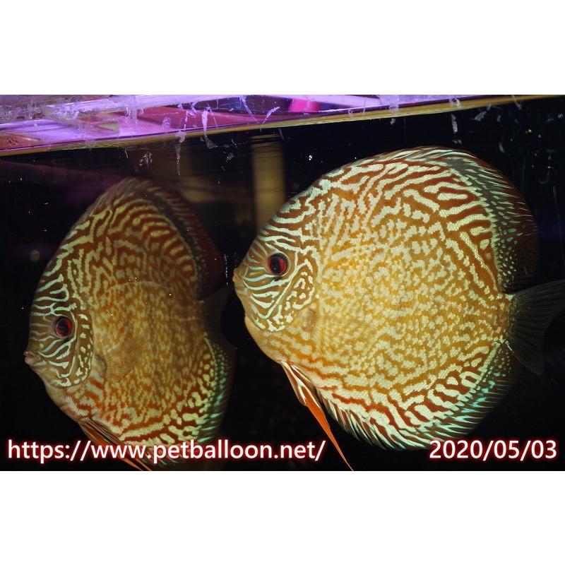 ジャイアントフローラル ブリーディングストック個体 17 18cmno1 生体 ヤフー店の 個体ペア販売 観賞魚生体 ディスカス