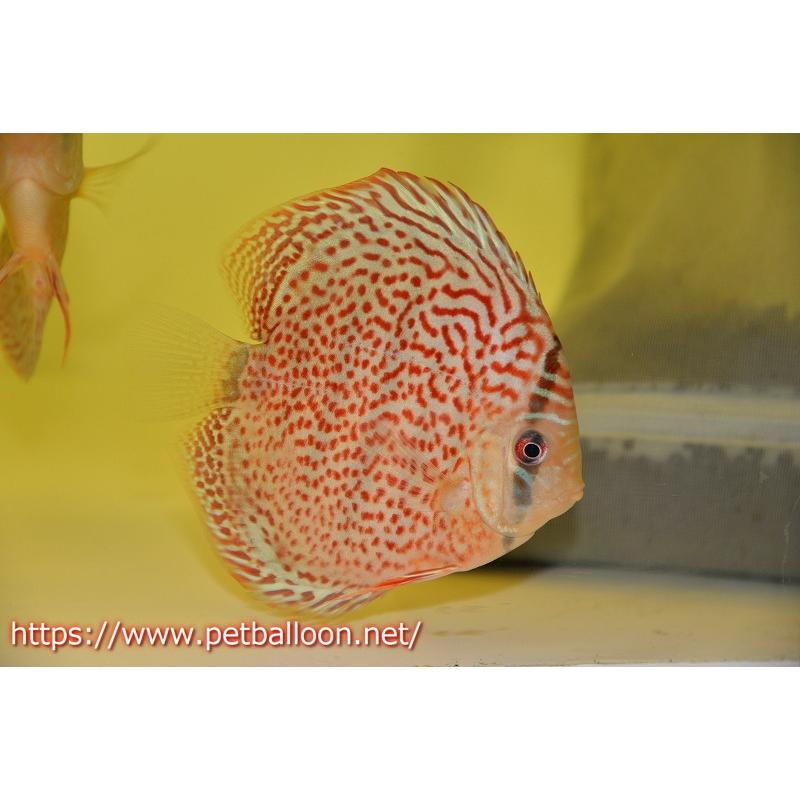 ディスカス ヘッケルクロスロイヤルグリーンf4 個体販売 13 14cm 生体 Ab02 ペットバルーン ヤフー店 通販 Yahoo ショッピング