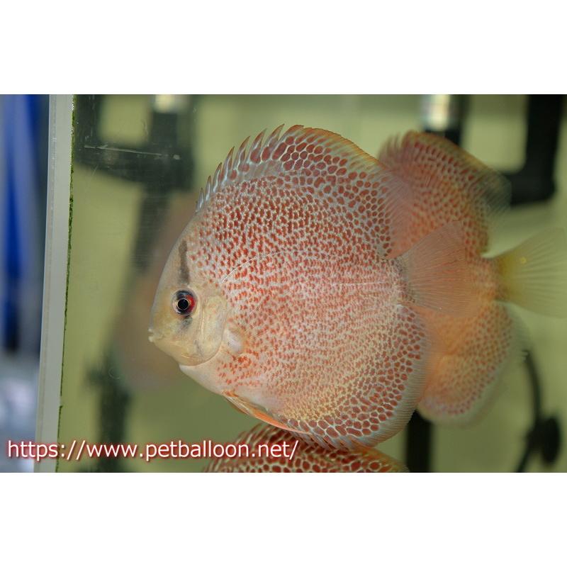 今年の新作から定番まで 観賞魚 ディスカス 熱帯魚 ディスカス 生体 アクアリウム ディスカス スパイダーマンクロスパンサーレオパード 個体販売 1２cm 生体 観賞魚生体 Savannah Osc Com