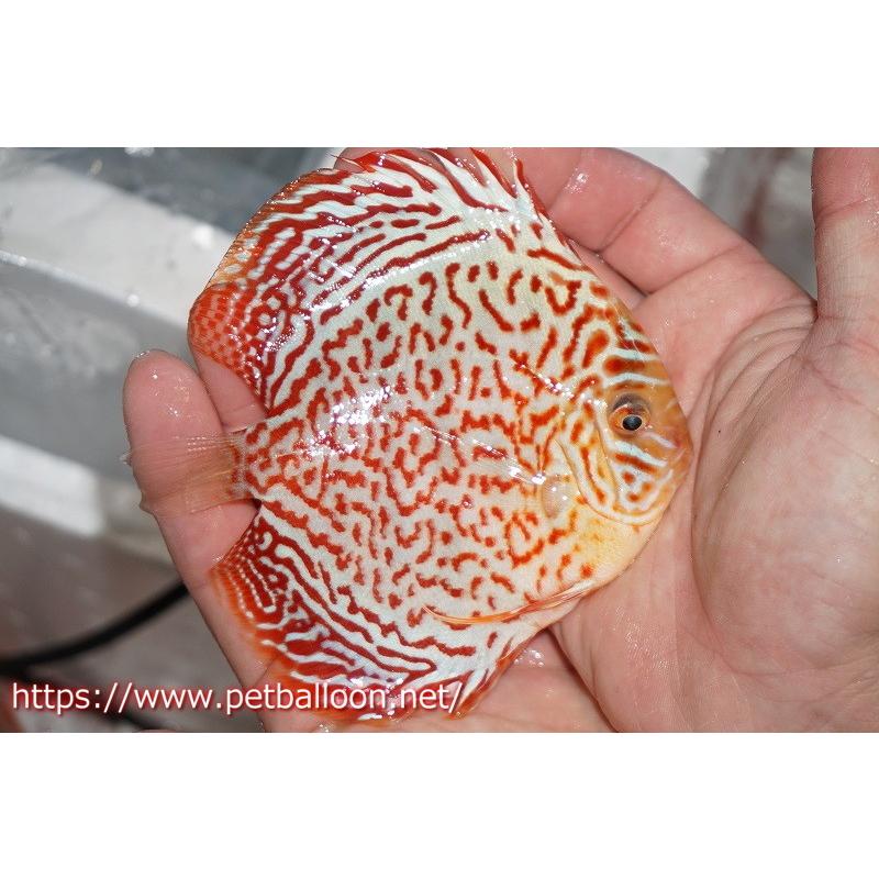 代引き人気 観賞魚 ディスカス 熱帯魚 ディスカス 生体 アクアリウム ディスカス モザイクリングレオパード 個体販売 11cm 生体 観賞魚生体