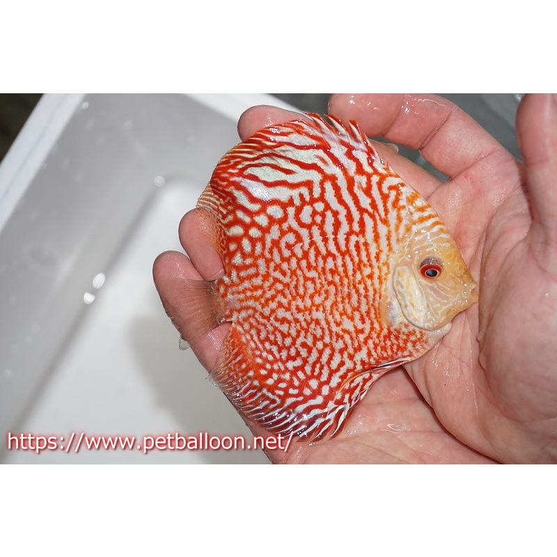 まとめ買いでお得 ディスカス 観賞魚 ディスカス スパイダーマンピジョン 個体販売 12 13cm 生体 アクアリウム 生体 ディスカス 熱帯魚 観賞魚生体 Tsinfosec Com