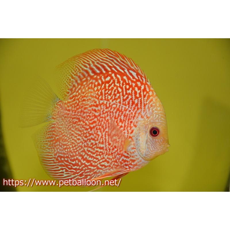満点の 観賞魚 ディスカス スパイダーマンピジョン 個体販売 12 13cm 生体 アクアリウム 生体 ディスカス 熱帯魚 ディスカス 観賞魚生体