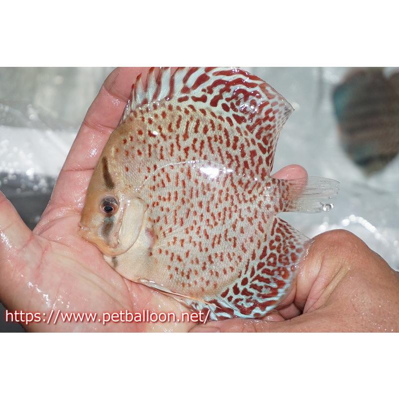 ずっと気になってた 観賞魚 ディスカス 熱帯魚 ディスカス 生体 アクアリウム ディスカス ロイヤルグリーンf4 個体販売 14 15cm 生体 観賞魚生体