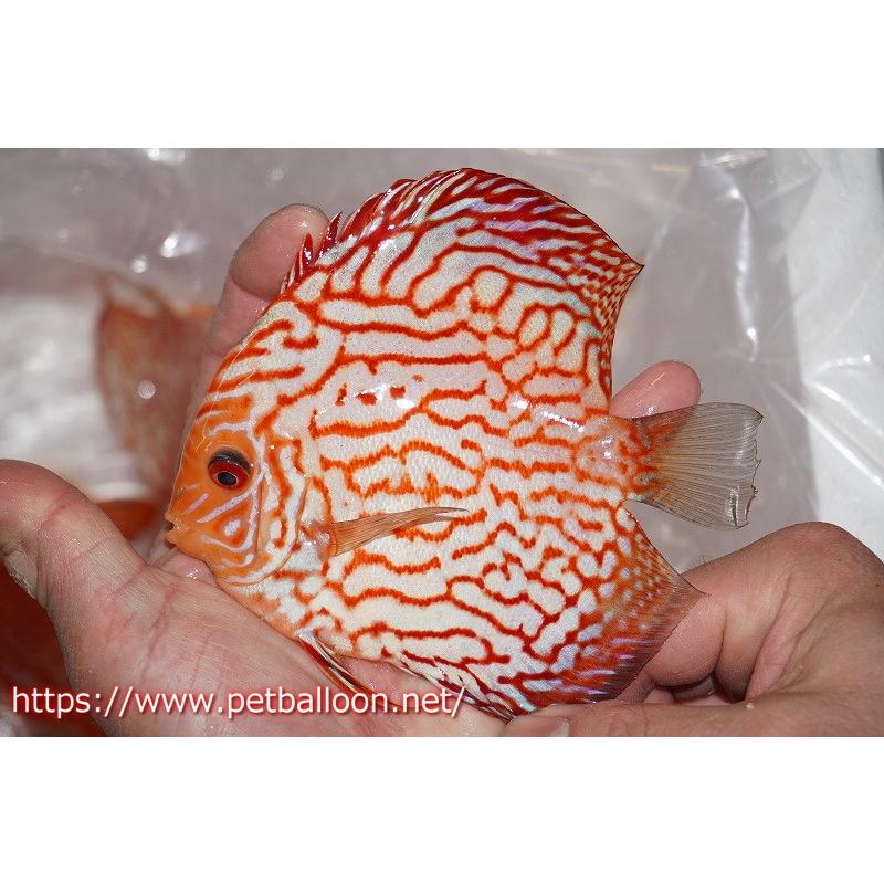 高評価のクリスマスプレゼント ディスカス 熱帯魚 ディスカス 観賞魚 生体 ディスカス ラフレシアレッドジャガー 個体販売 13cm 生体 アクアリウム 観賞魚生体 Cutacut Com