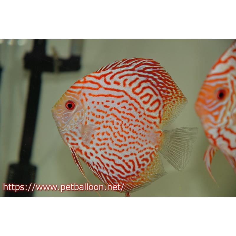 超お買い得 ディスカス ラフレシアレッドジャガー 個体販売 13cm 生体 アクアリウム 生体 ディスカス 熱帯魚 ディスカス 観賞魚 観賞魚生体