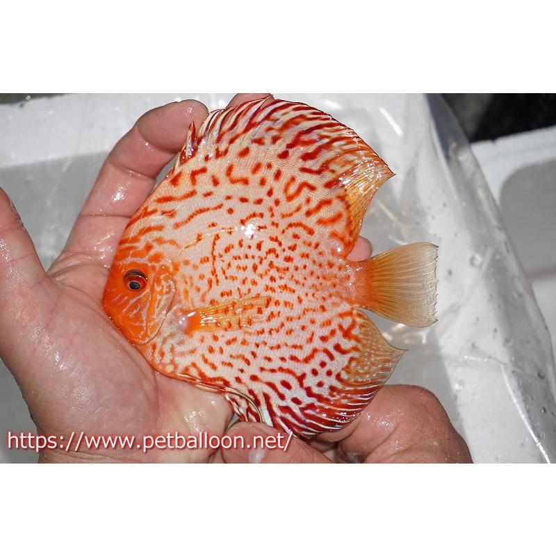 気質アップ ディスカス 熱帯魚 ディスカス 観賞魚 生体 ディスカス ラフレシアレッドジャガー 個体販売 13cm 生体 アクアリウム 観賞魚生体 Pnsamasters Com