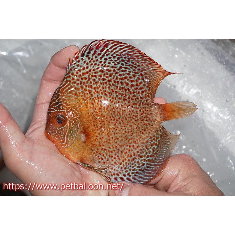 安い購入 ディスカス 観賞魚 熱帯魚 ディスカス ファインスポットレオパードスネークスキン 個体販売 14cm 生体 アクアリウム 生体 ディスカス 観賞魚生体 Innovex Lk