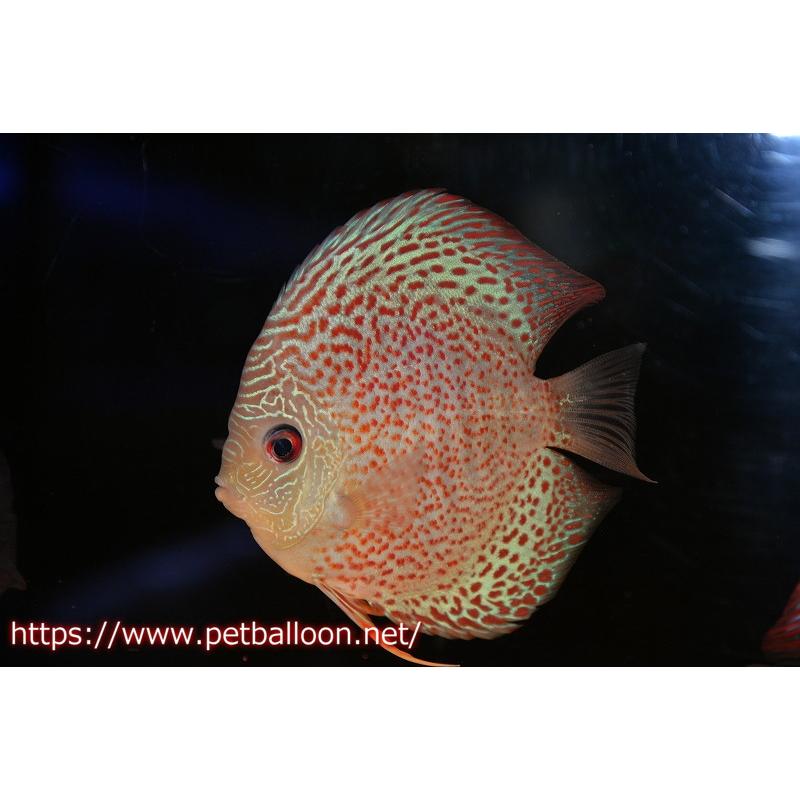 ディスカス ブルーアナコンダ