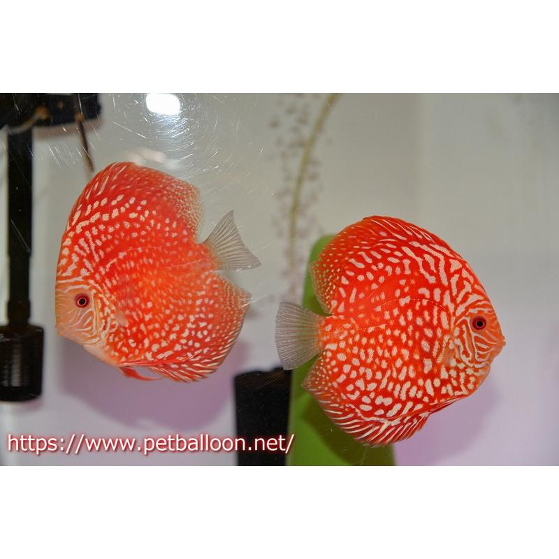 3匹 ディスカス レッドチェッカーボード