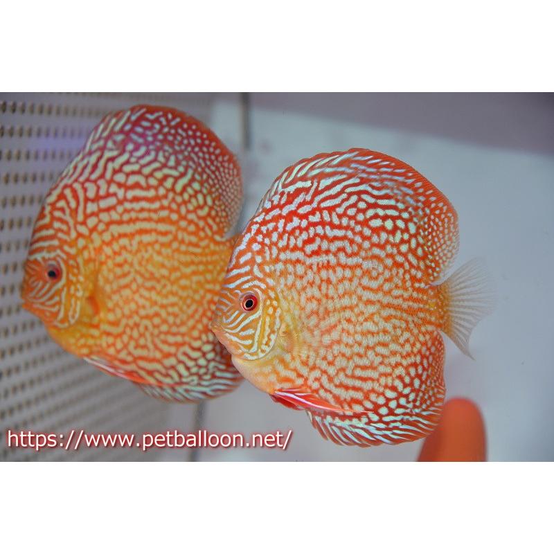 【美個体・ペア向き】ディスカス レッドターコイズ 10〜12cm 2匹セット｜丈夫・水道水飼育OK｜千葉手渡し優先・全国発送可 ディスカス】【通販】メイズレッドターコイズ（ハイフォーム）【個体