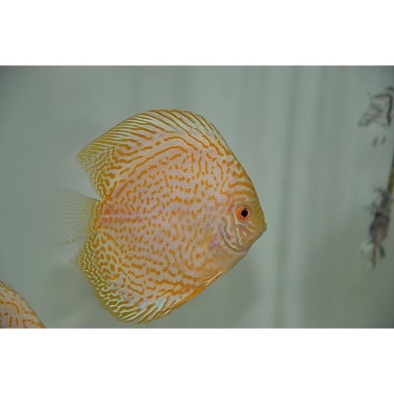 定番の冬ギフト ディスカス 観賞魚 ディスカス ゴールデンマジェスティックレオパード 個体販売 13cm 生体 アクアリウム 生体 ディスカス 熱帯魚 観賞魚生体
