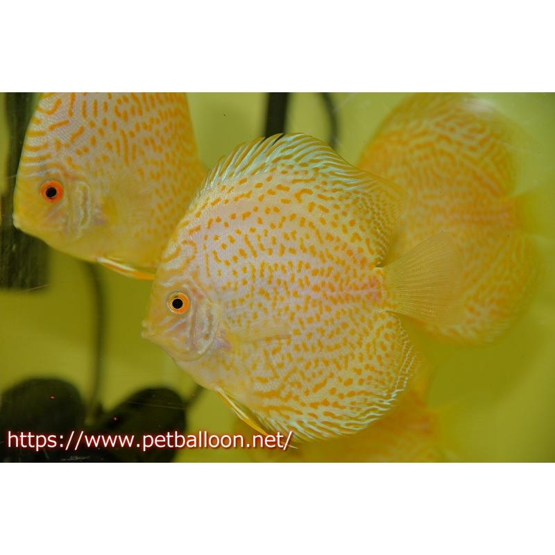 格安販売の 観賞魚 ディスカス ゴールデンマジェスティックレオパード 個体販売 13cm 生体 アクアリウム 生体 ディスカス 熱帯魚 ディスカス 観賞魚生体 Www Sulbiotec Com Br