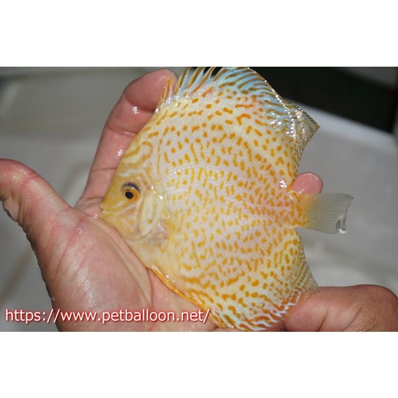 格安販売の 観賞魚 ディスカス ゴールデンマジェスティックレオパード 個体販売 13cm 生体 アクアリウム 生体 ディスカス 熱帯魚 ディスカス 観賞魚生体 Www Sulbiotec Com Br