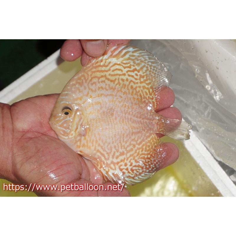 改良ディスカス12匹まとめ売り