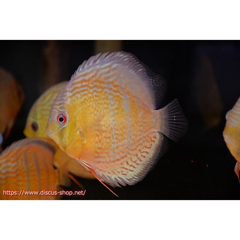 100 安い Ab91 ペットバルーン 15cm 生体 個体販売 ワイルドディスカス ワイルドディスカス 熱帯魚 観賞魚生体 ヤフー店 アッパーテフェロイヤルグリーンa