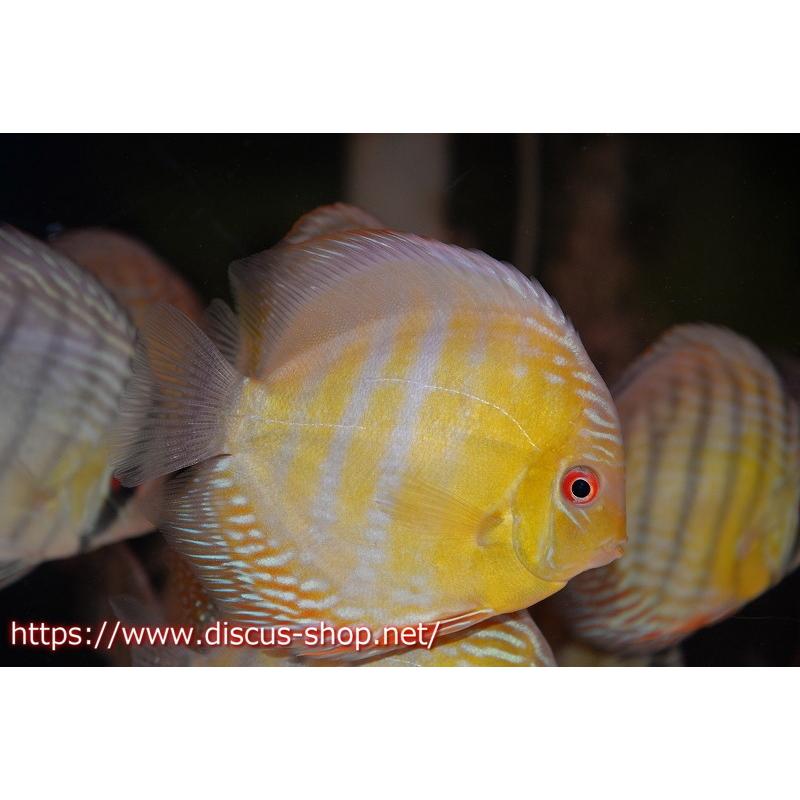 お気にいる ワイルドディスカス ラーゴマラカナ ヤングスター レッドマジック 個体販売 12cm 生体 第1位獲得 Zoetalentsolutions Com