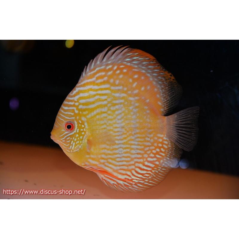 最新の激安 ワイルドディスカス ウラリア スーパーロイヤル 個体販売 16cm 生体 Ab99 ペットバルーン ヤフー店 通販 Yahoo ショッピング 完売 Desabatugajah Natunakab Go Id