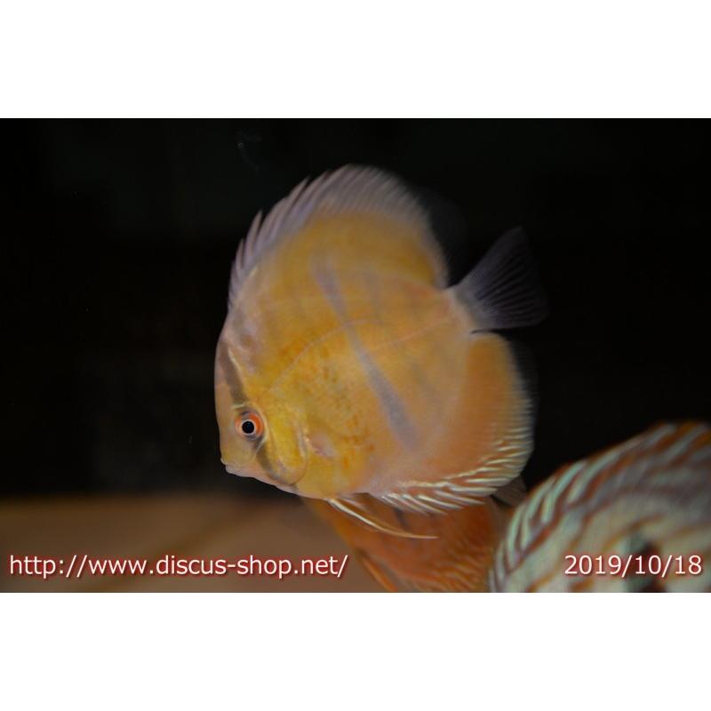 ディスカス ラーゴウラリアヘビーセンターバー ロイヤルヤングスター 個体販売 10ｃｍ 11ｃｍ 生体 Antoniodomingo Es