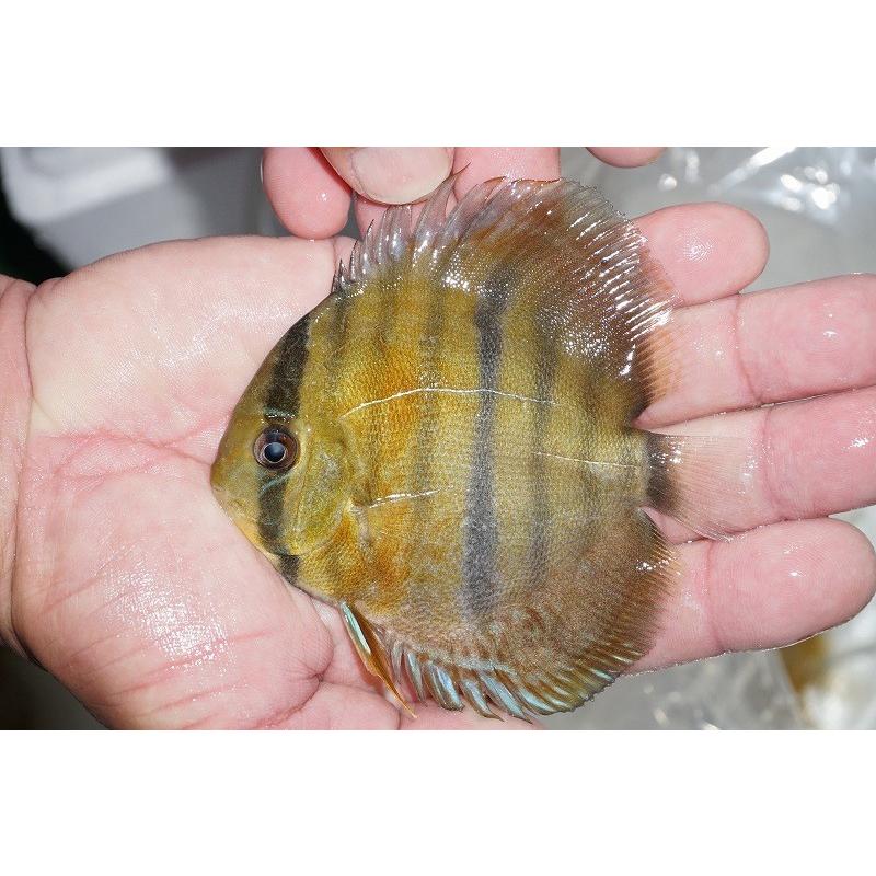 ディスカス ラーゴウラリアヘビーセンターバー ロイヤルヤングスター 個体販売 10ｃｍ 11ｃｍ 生体 Fcekano Edu Ng