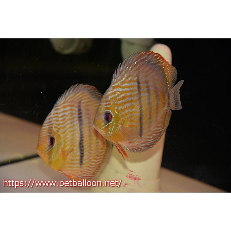 ディスカス7匹 値下げ(ワイルド系×2 ヘッケルクロス×1)