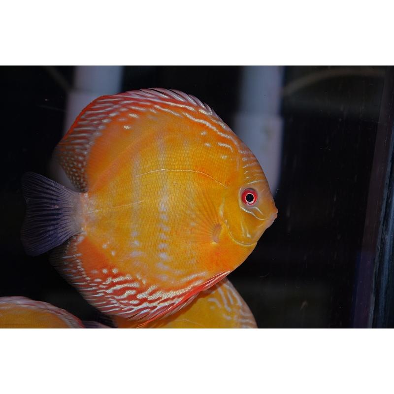 ワイルドディスカス ラーゴ 観賞魚生体 パラコニ 熱帯魚 パラコニ ブラッドレッド 個体販売 16cm 生体 Abb6 ペットバルーン ヤフー店