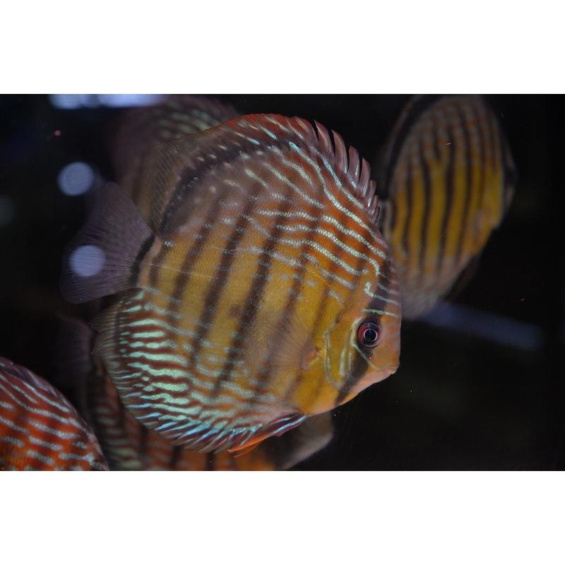 最適な価格 ワイルドディスカス オリキシミーナロイヤル 個体販売 16cm 生体 安い購入 Lamaimuaythaicamp Com