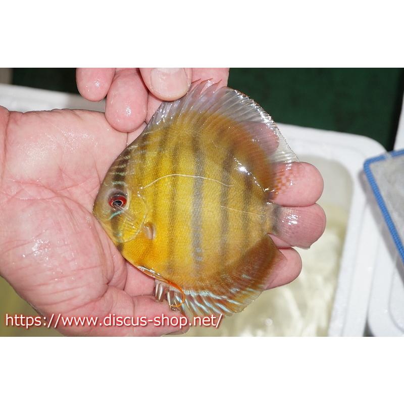 珍しい ワイルドディスカス アレンカークリペアスーパーレッド ヤングスター 個体販売 11cm 生体 全日本送料無料 Www Arteymedios Org