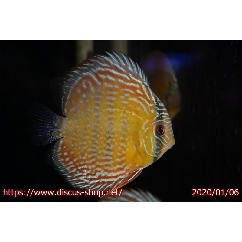 ディスカス アレンカークリペア ロイヤル 個体販売 13cm 生体 Luxxira Ma