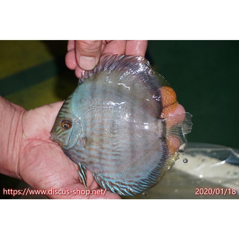 ディスカス ヤムンダ スーパーブルームーン 個体販売 15cm 生体 Www Arilab Com Tr Index Php