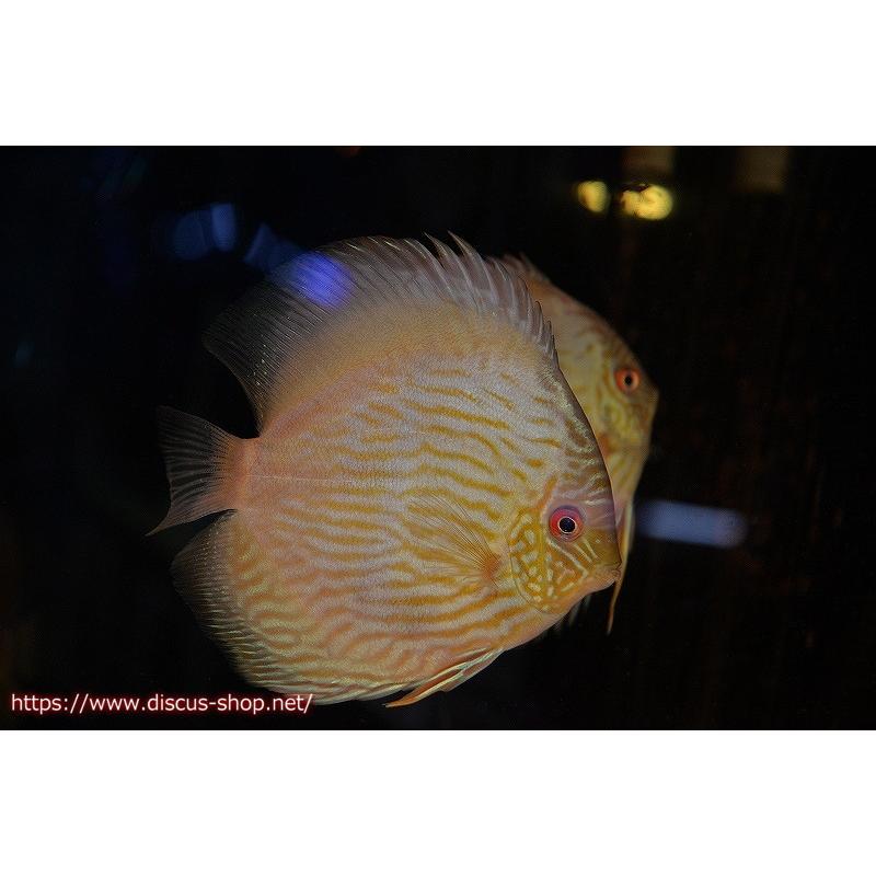 珍しい ワイルドディスカス パウニニ ブルーフェイス 個体販売 15cm 生体 高知インター店 Zoetalentsolutions Com