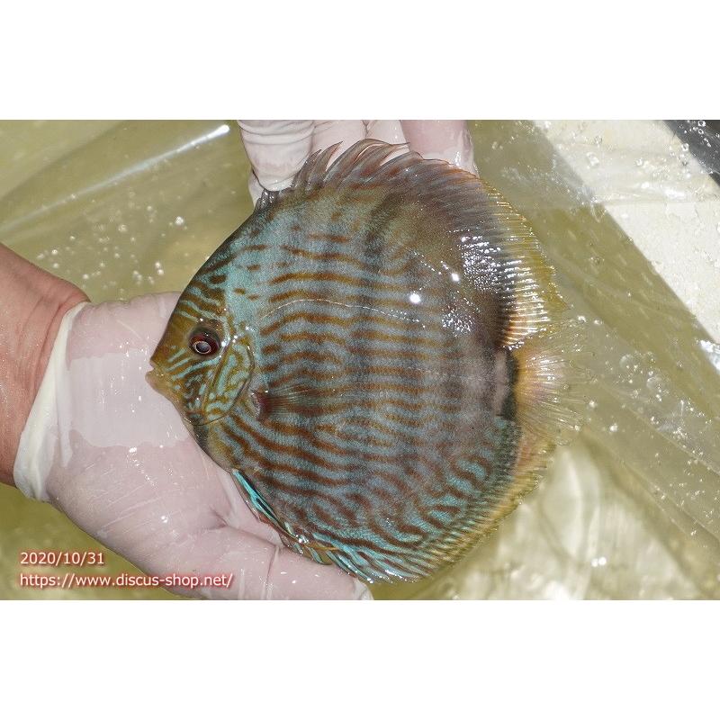 珍しい ワイルドディスカス パウニニ ブルーフェイス 個体販売 15cm 生体 高知インター店 Zoetalentsolutions Com