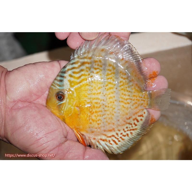 一番の贈り物 観賞魚 ディスカス 熱帯魚 ディスカス 生体 アクアリウム ワイルドディスカス アッパーテフェ スーパーロイヤルグリーン ヤングスター オレンジ目 個体販売 11cm 生体 観賞魚生体 Rakaminstudent Com