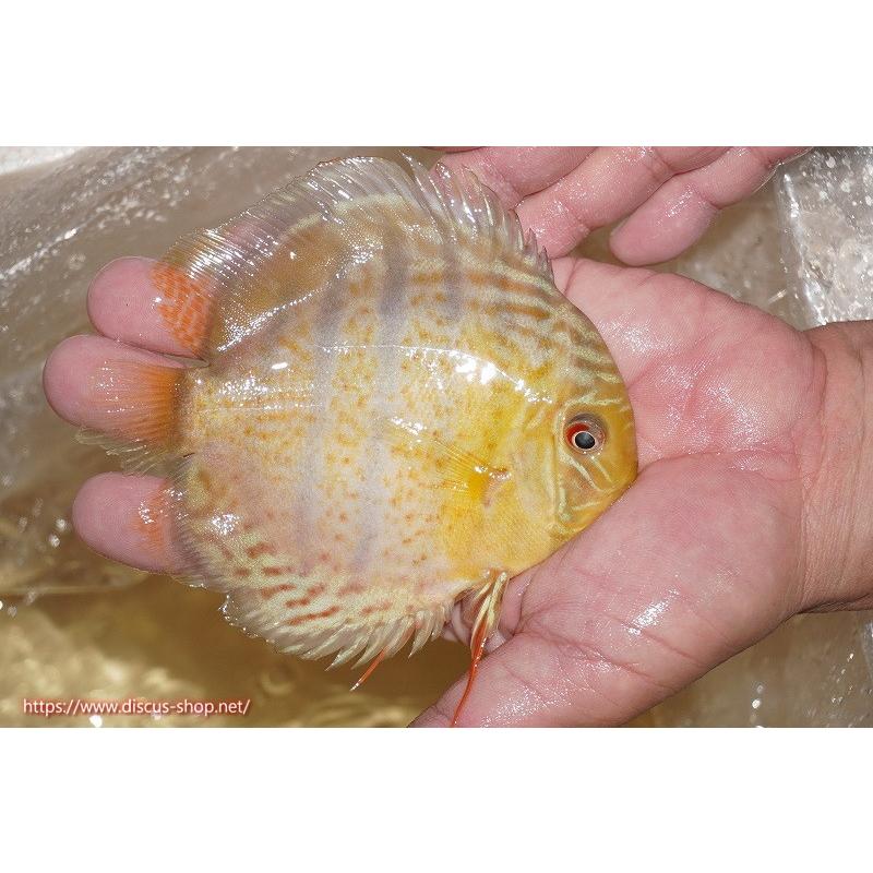 ワンサイズかわいい 観賞魚 ディスカス 熱帯魚 ディスカス 生体 アクアリウム ワイルドディスカス アッパーテフェ ロイヤルグリーン ヤングスター 個体販売 11cm 生体 観賞魚生体 熱帯魚 アクアリウム用品ワンサイズ 29 846 Culinaryinteraction Com