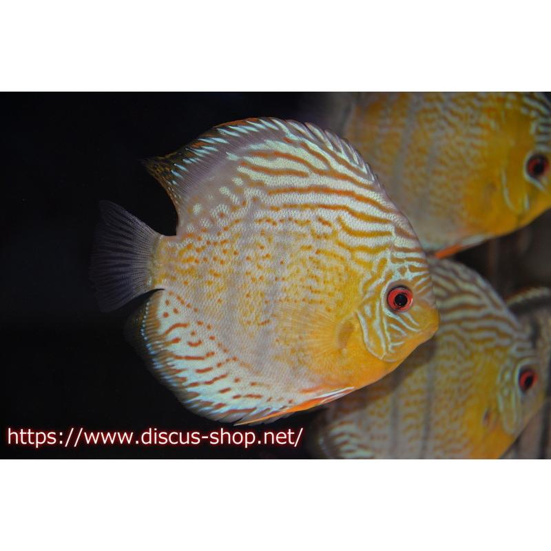 人気no 1 観賞魚 ロイヤルグリーン 個体販売 15cm 生体 ワイルドディスカス アッパーテフェ アクアリウム 生体 ディスカス 熱帯魚 ディスカス 観賞魚生体 Www Amf46 Fr