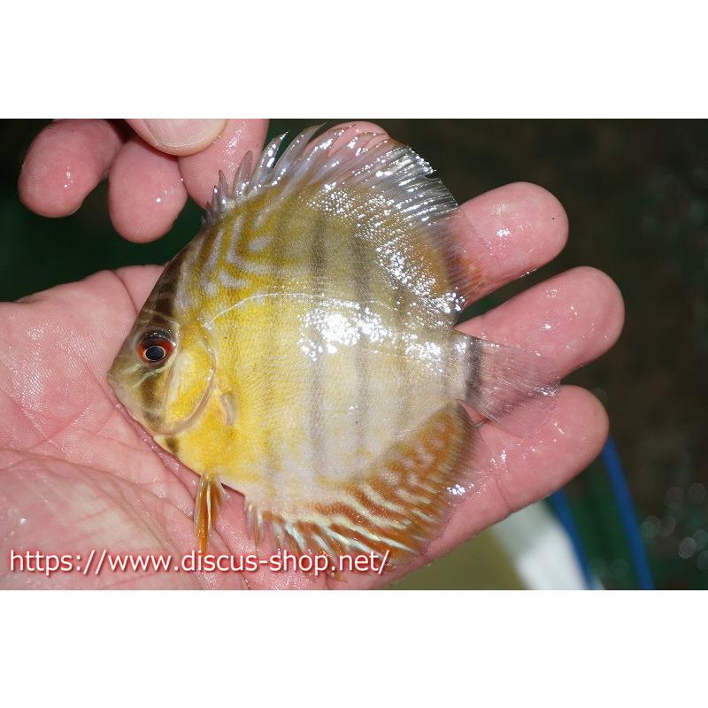 100 本物保証 ワイルドディスカス ベルリロイヤルブルー ヤングスター 個体販売 11cm 生体 大流行中 Zoetalentsolutions Com