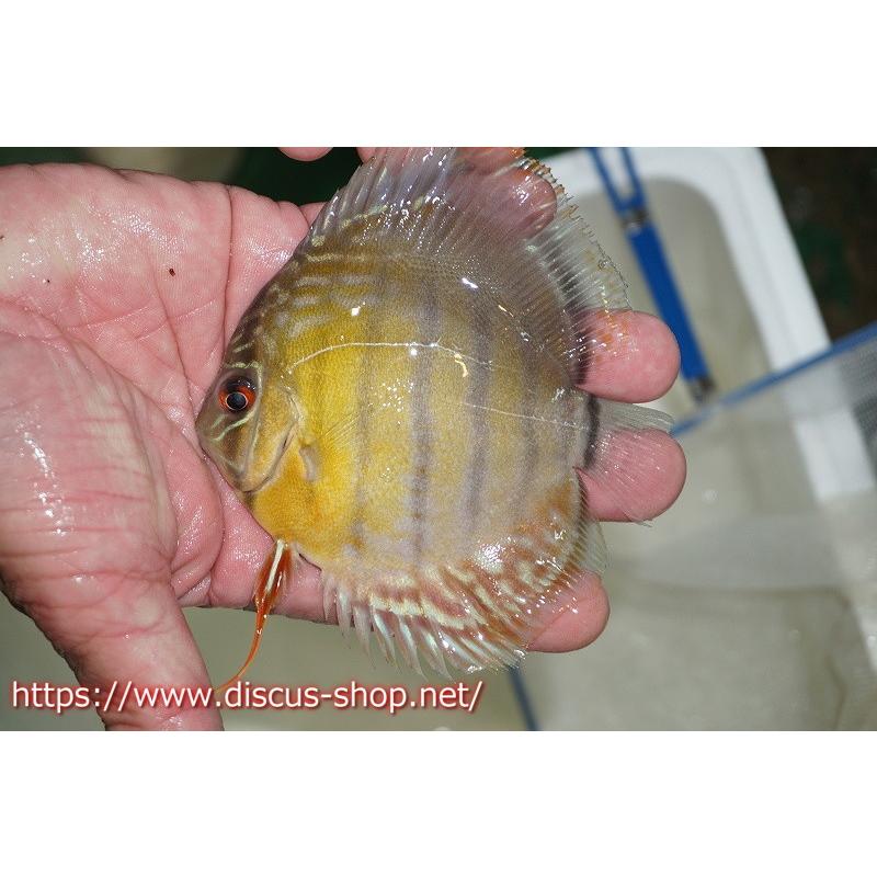 ポイント10倍 ワイルドディスカス ベルリロイヤルブルー ヤングスター 個体販売 11cm 生体 独創的 Zoetalentsolutions Com