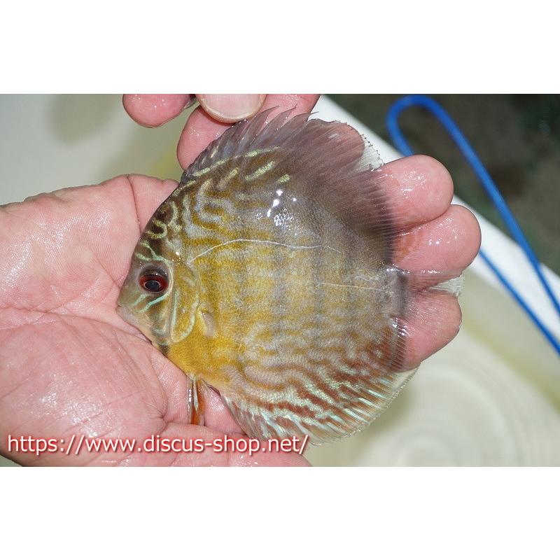 新着商品 ワイルドディスカス ベルリロイヤルブルー スーパーヤングスター 個体販売 10 11cm 生体 Seal限定商品 Vinylspotnyc Com