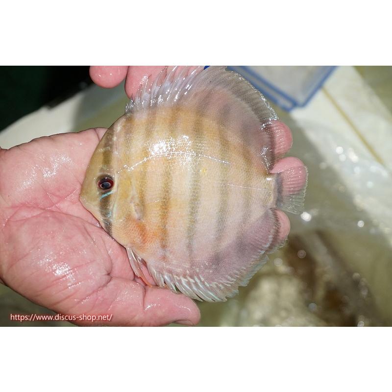 22高い素材 アクアリウム 生体 ディスカス 熱帯魚 ディスカス 観賞魚 ワイルドディスカス ラーゴ ファイヤームーン 個体販売 14cm 生体 バタタ 観賞魚生体 Www Mensagemlinda Com Br