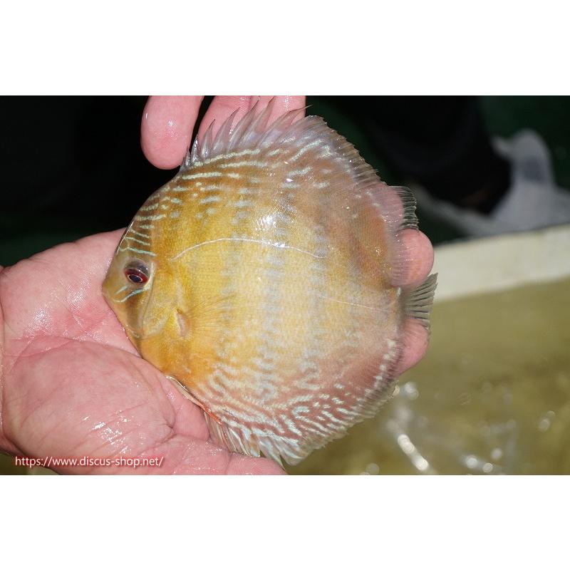 在庫僅少 観賞魚 ディスカス ファイヤームーン 個体販売 14cm 生体 バタタ ワイルドディスカス ラーゴ アクアリウム 生体 ディスカス 熱帯魚 観賞魚生体